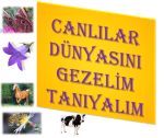 adsız