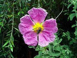 260px-cistus_incanus.jpg
