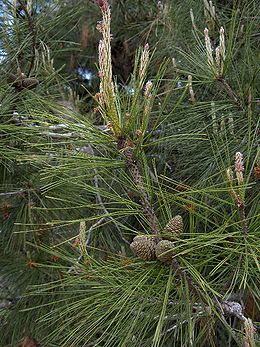 260px-pinus_brutia(03).jpg