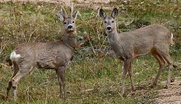 260px-capreolus_capreolus_2_jojo.jpg