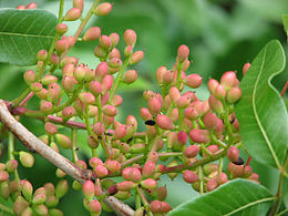 260px-pistacia_terebinthus_fruits.jpg