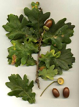 260px-quercus_robur.jpg