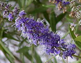 260px-vitex_agnus-castus_flowers.jpg