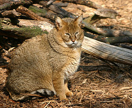 260px-rohrkatze-6218.jpg