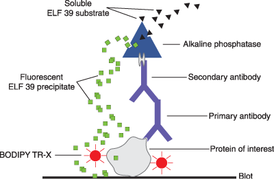 http://www.scritube.com/files/biologie/238_poze/image082.gif