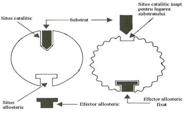 http://www.scritube.com/files/biologie/238_poze/image073.jpg