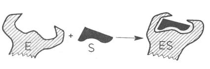 http://www.scritube.com/files/biologie/238_poze/image049.jpg