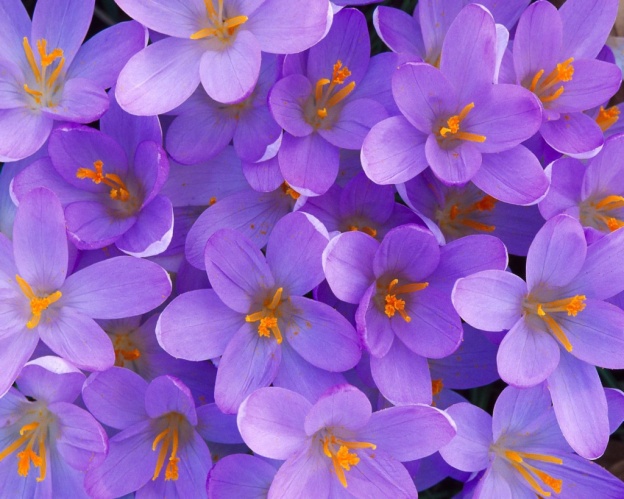 colchicum chalcedonicum kadıköy acı çiğdemi.jpg