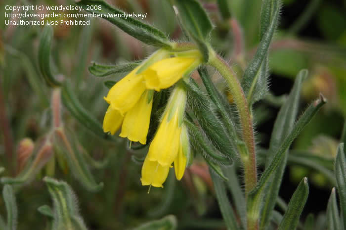 onosma propontica halkalı emzikotu.jpg