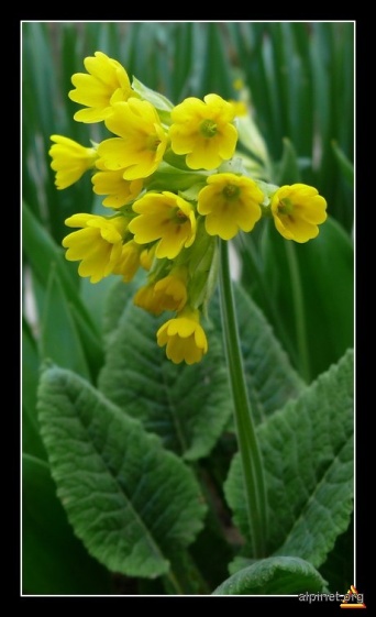 ciubotica cucului.jpg