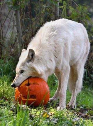 https://ioan17.files.wordpress.com/2012/10/wolfpumpkin.jpg?w=500