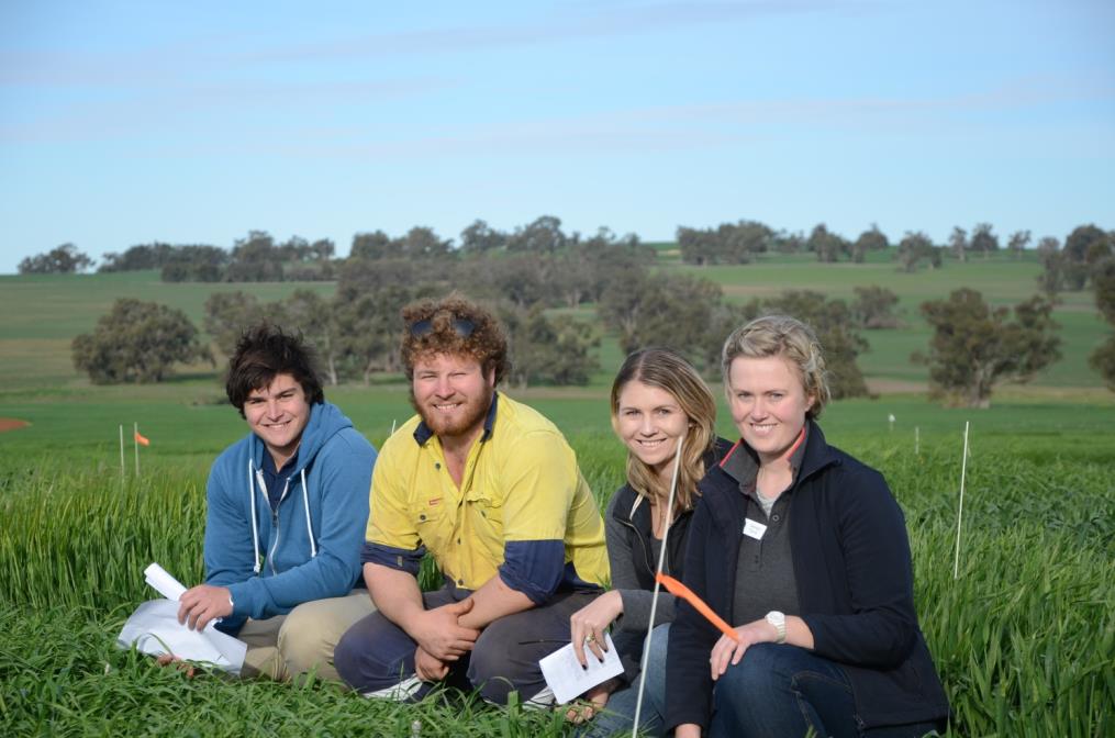 c:\users\dvarnavas\documents\2016 grains highlights publication\reseacrch highlight photos\07 flower power daw00249 j curry g trainor r brunt with charles roberts at dandaragan wheat crop 2015.jpg