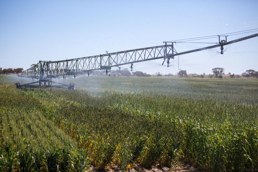 c:\users\dvarnavas\documents\2016 grains highlights publication\reseacrch highlight photos\pg 113 merriden-23.jpg
