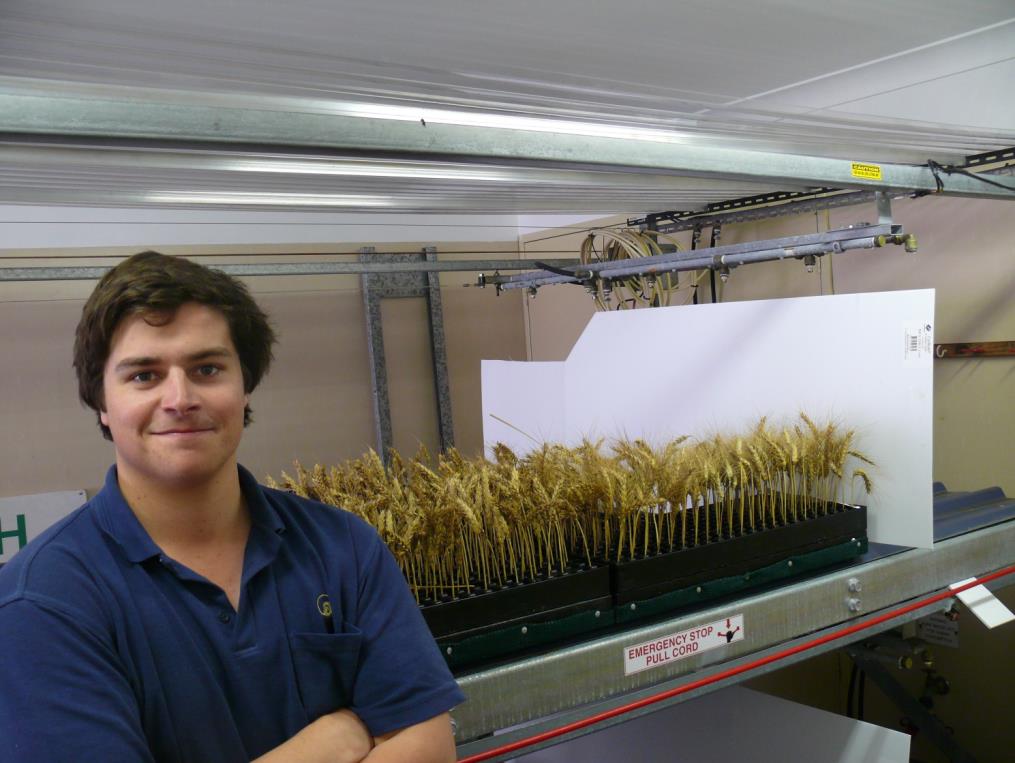 c:\users\dvarnavas\documents\2016 grains highlights publication\reseacrch highlight photos\reseacrch highlight photos\05 rating the risk of pre-harvest sprouting .jpg