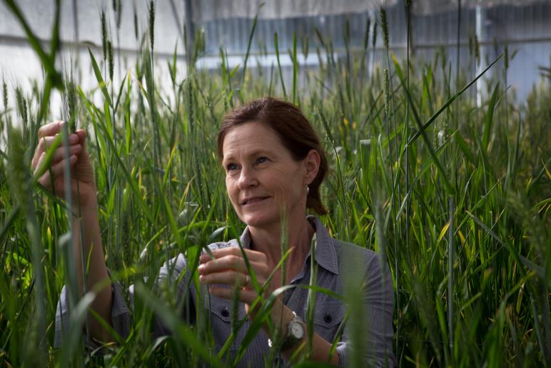 c:\users\dvarnavas\documents\2016 grains highlights publication\reseacrch highlight photos\pg 119 sue broughton sth perth 1-81.jpg