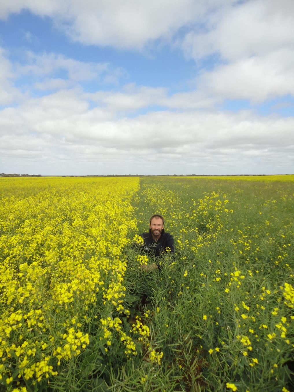 c:\users\dvarnavas\documents\2016 grains highlights publication\reseacrch highlight photos\12 agronomy for early sown canola.jpg