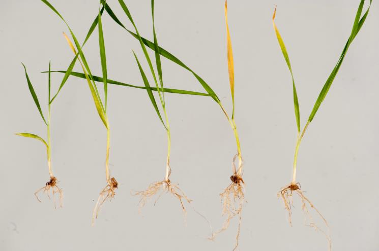 c:\users\dvarnavas\documents\2016 grains highlights publication\reseacrch highlight photos\reseacrch highlight photos\38 x14_0796 four.jpg