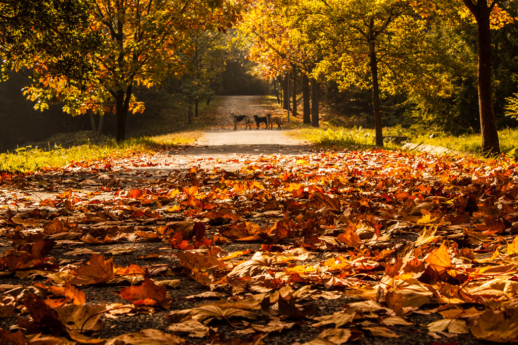 istanbulda-gezilecek-yerler-ataturk-arboretumu
