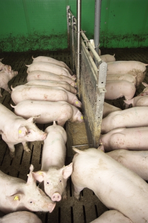 schweine