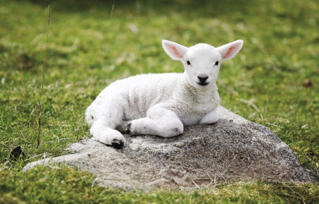 http://pcwallart.com/images/cute-sheep-wallpaper-1.jpg