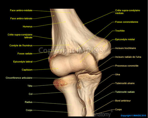 http://d7c2b0wpljtwf.cloudfront.net/var/ezwebin_site/storage/images/media/images/e-anatomy/elbow-joint-arthrogram/humerus-radius-ulna-3d-image/4522976-4-fre-fr/humerus-radius-ulna-3d-image_medical512.jpg