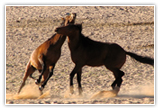 wild horses