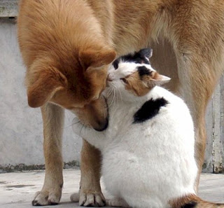 http://3.bp.blogspot.com/_hi5h70dozbq/tmtjupym98i/aaaaaaaaal0/b6jk8vw2u4u/s320/animais56.jpg