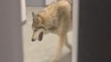 wolf in olympia-hotel: video war comedy-scherz