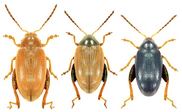 psylliodes chrysocephala1.jpg