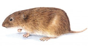 hrabos_polny-300x157.jpg
