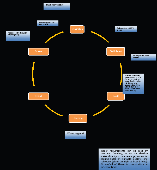 the figure represents the life history of eucalyptus largiflorens as a cycle of events from germination, through establishment, growth, flowering, seed set, dispersal, then back to germination. for each life history state there are boxes describing the influence of different factors on those states. this figure is described in detail in the text.