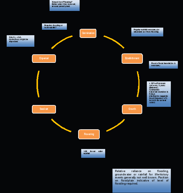 the figure represents the life history of eucalyptus coolabah as a cycle of events from germination, through establishment, growth, flowering, seed set, dispersal, then back to germination. for each life history state there are boxes describing the influence of different factors on those states. this figure is described in detail in the text.