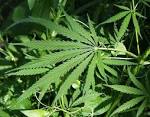 c:\users\sony\downloads\akidah\ganja.jpg