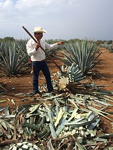 https://upload.wikimedia.org/wikipedia/commons/thumb/0/03/el_jimador.jpg/220px-el_jimador.jpg