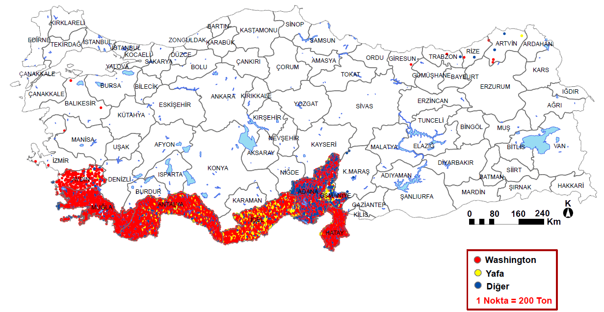 türkiye portakal üretimi 2012 coğrafya hocam